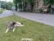 собака